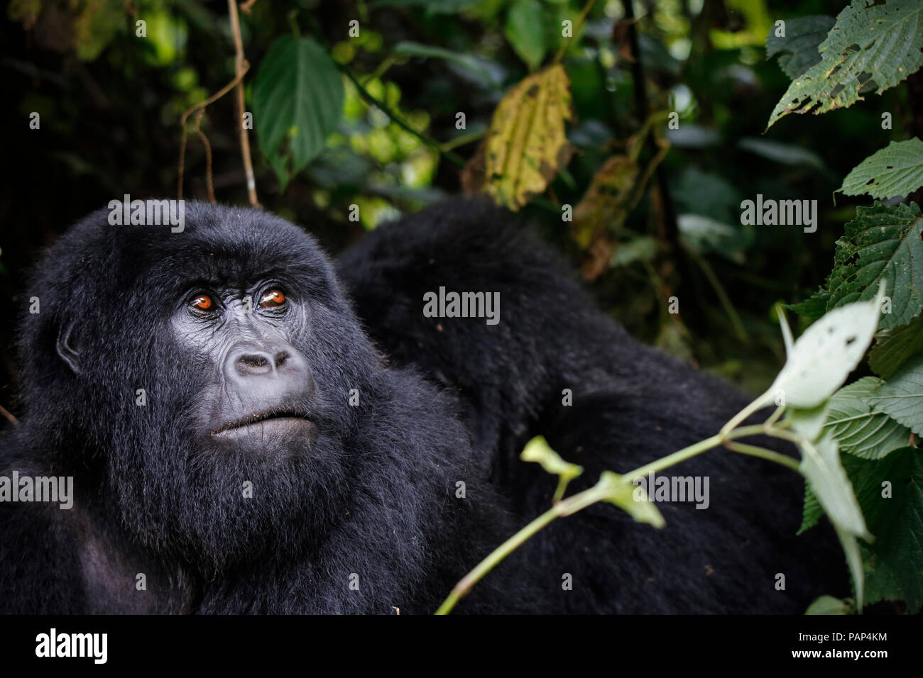 Africa, Repubblica Democratica del Congo, Mountain Gorilla Silverback nella giungla Foto Stock