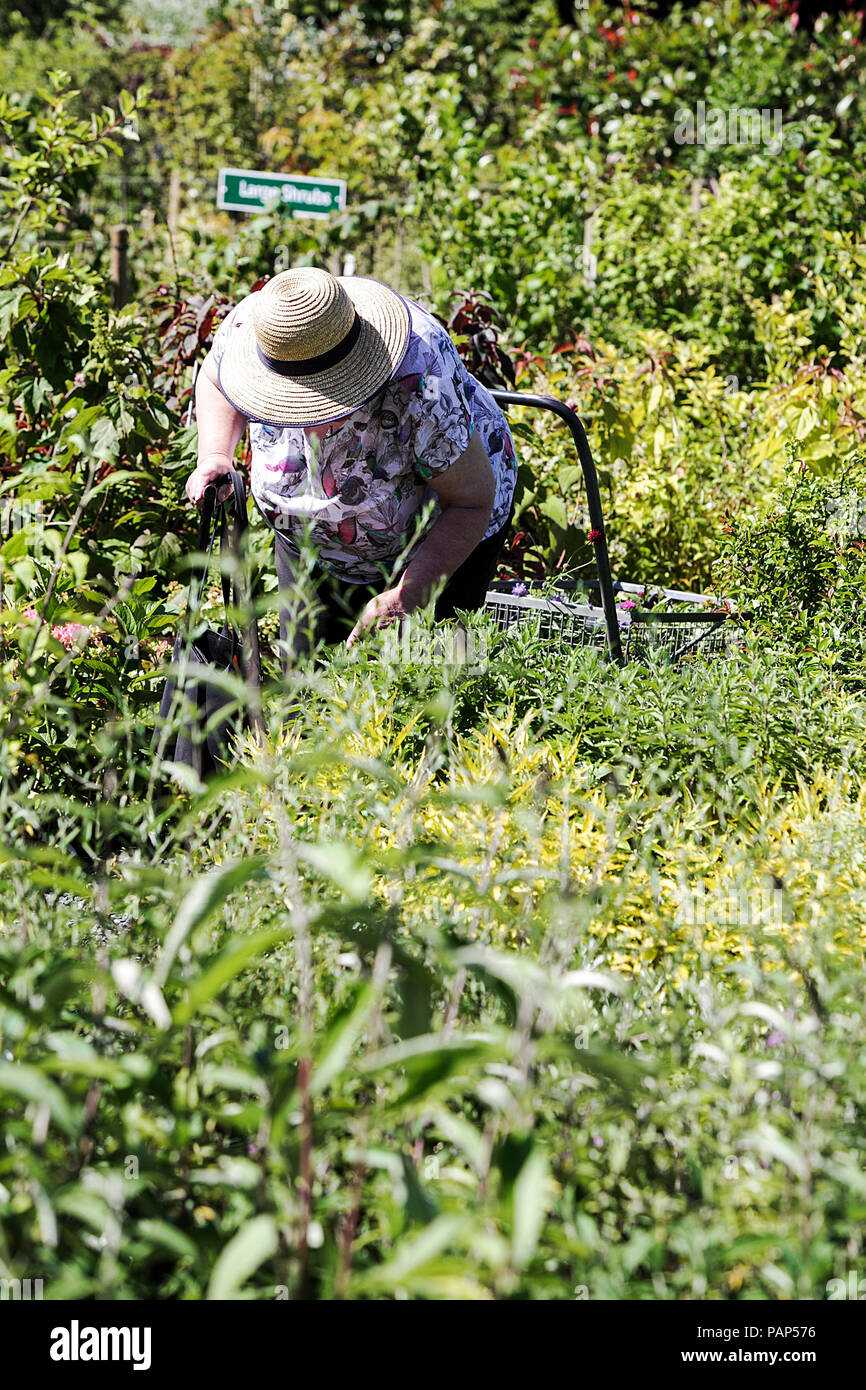 Signora anziana ispezione di piante in un giardino vicino centro Welshpool in Galles, NEL REGNO UNITO. Foto Stock