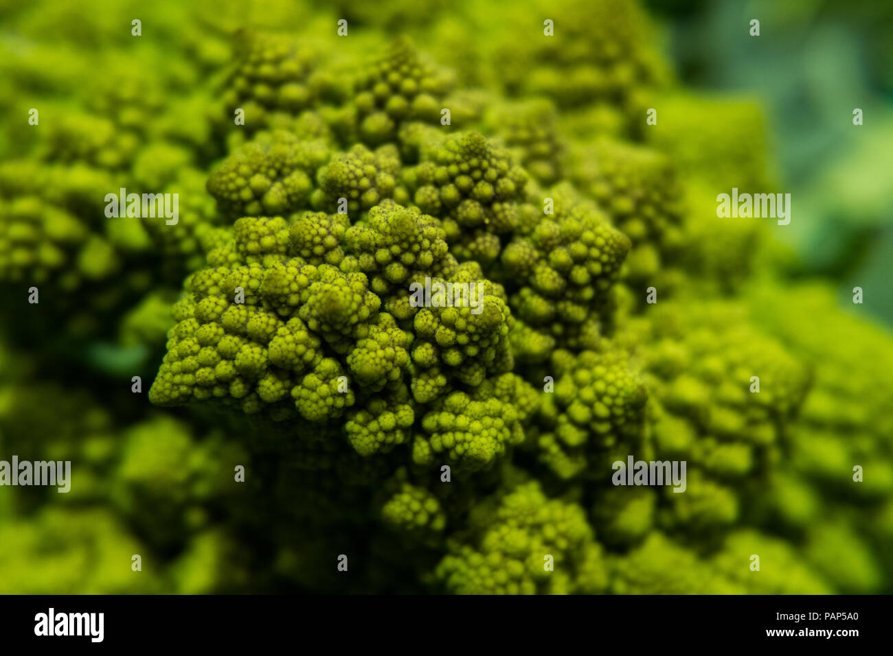 Romanesco broccoli texture. Una sana super sfondo. Foto Stock
