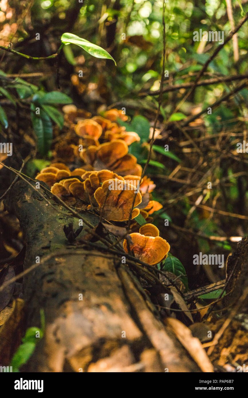 Laos, Vang Vieng, funghi a tree nella giungla Foto Stock