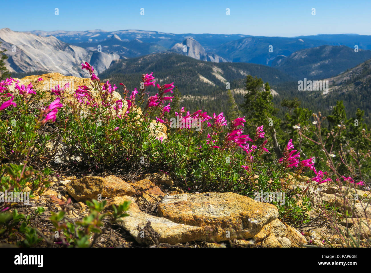 Rosa fiori selvaggi con rocce e vista della valle, mezza cupola in distanza - Parco Nazionale di Yosemite Foto Stock