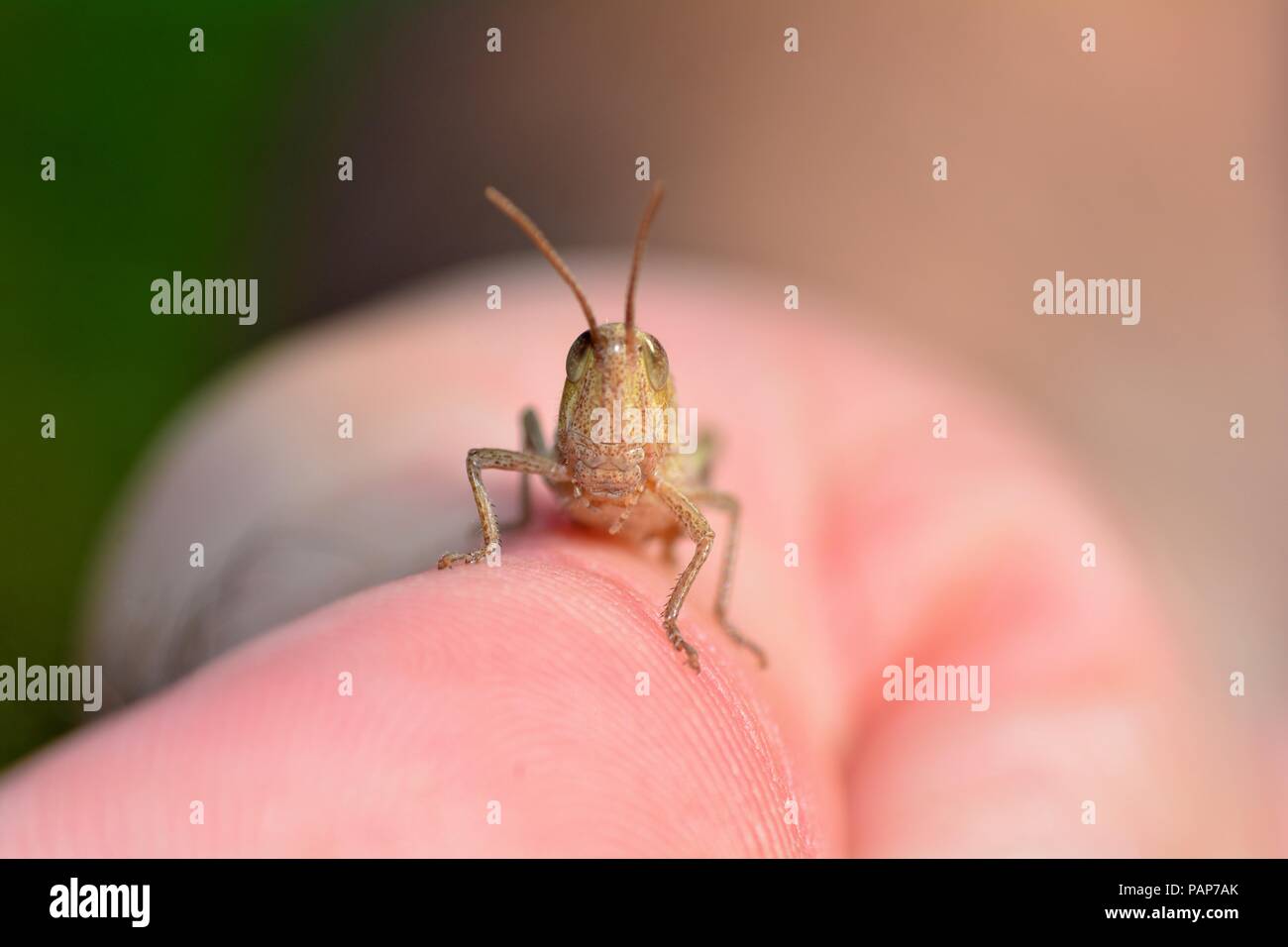 Bianco-emarginati Grasshopper ( Locust Chorthippus albomarginatus ) Foto Stock