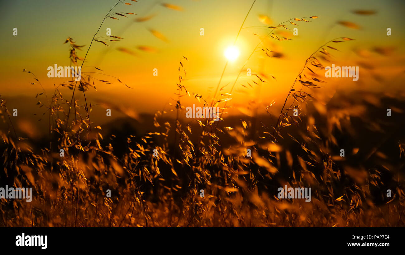 Impianti di coda di volpe guardare come il grano, incandescente nella impostazione di golden sun - Santa Cruz Mountains, California Foto Stock