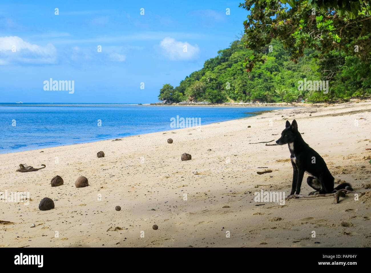 Cucciolo di cane a guardare fuori in mare e seduto da solo su una spiaggia tropicale pieno di noci di cocco - Linapacan, Palawan - Filippine Foto Stock