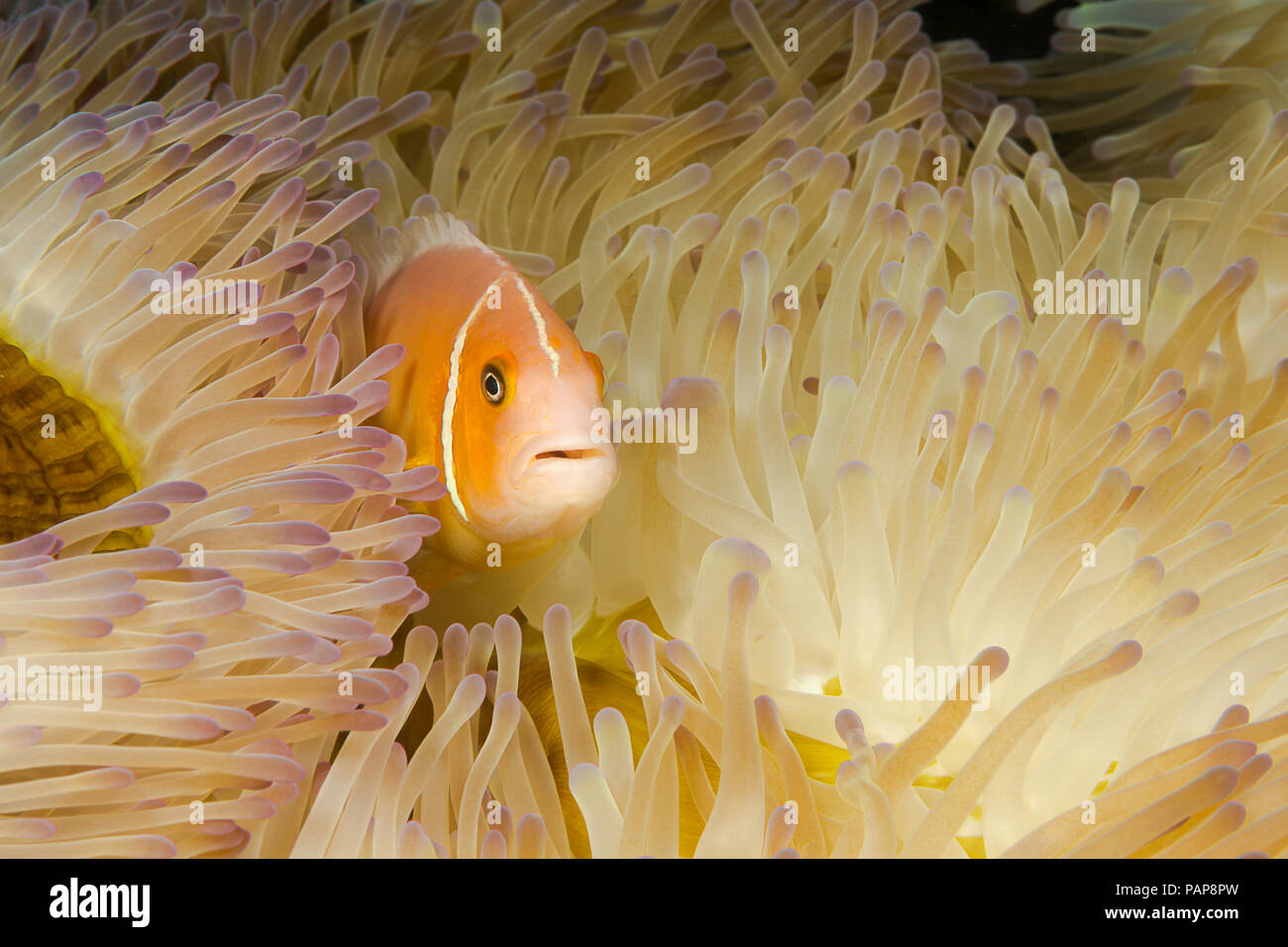 Questo comune, anemonefish Amphiprion perideraion, è più spesso associato con l'anemone, Heteractis magnifica, come mostrato qui. Yap, Microne Foto Stock
