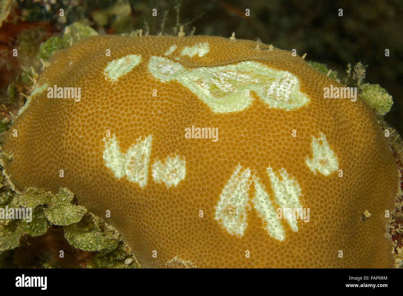 Grandi morsi fuori di coralli duri, molto probabilmente inflitti da una considerevole bumphead pesci pappagallo, Bolbornetopon muricatum, Yap, Micronesia. Foto Stock