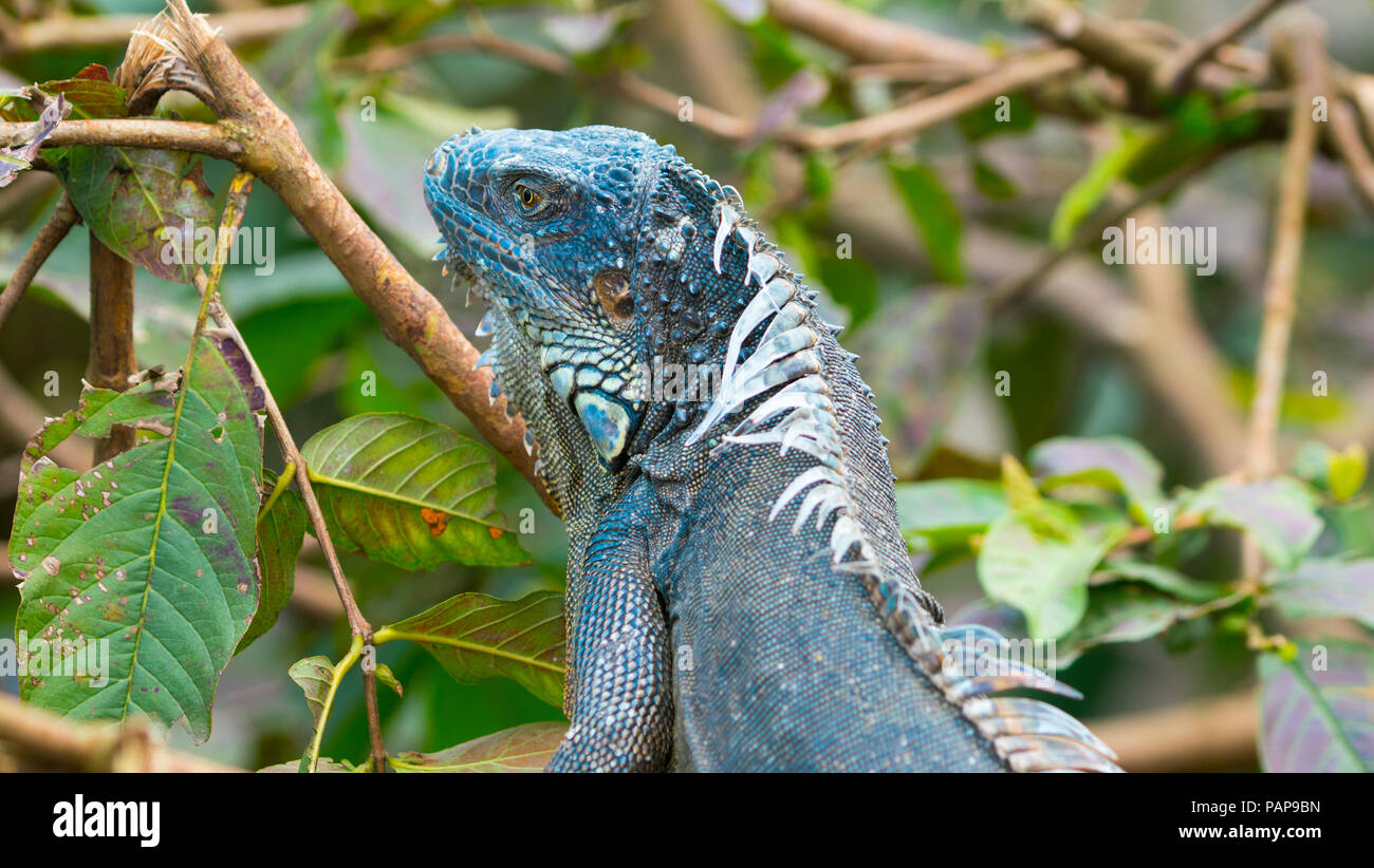 Verde iguana americano morph blu ritratto su sfondo verde Foto Stock