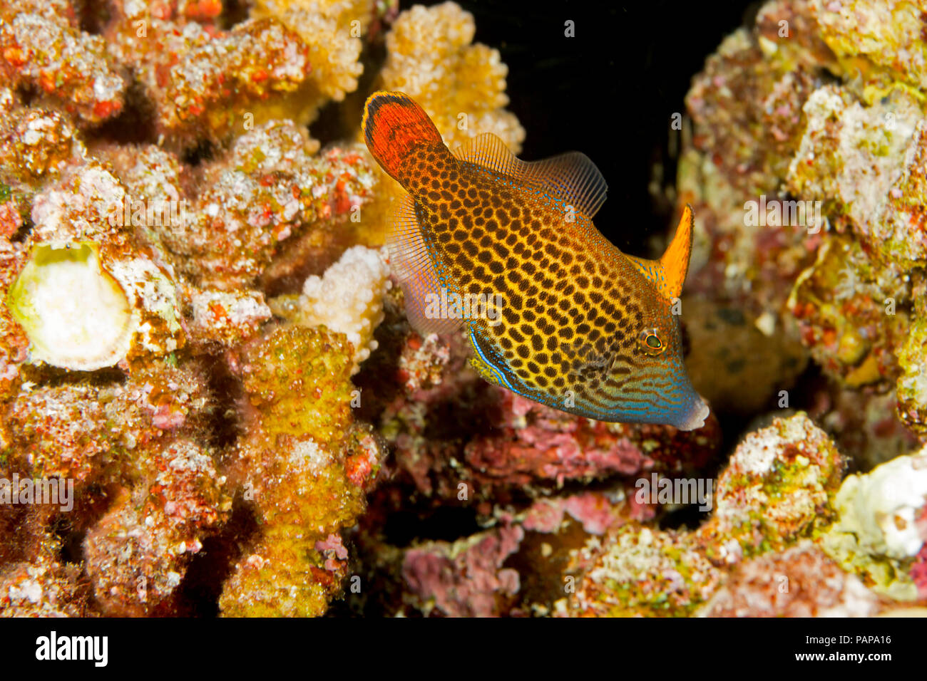 L'Hawaiian fiocco, filefish Pervagor spilosoma, può essere raro trovare alcuni anni e in altri anni hanno una popolazione di bracci dove è possibile vedere migliaia Foto Stock