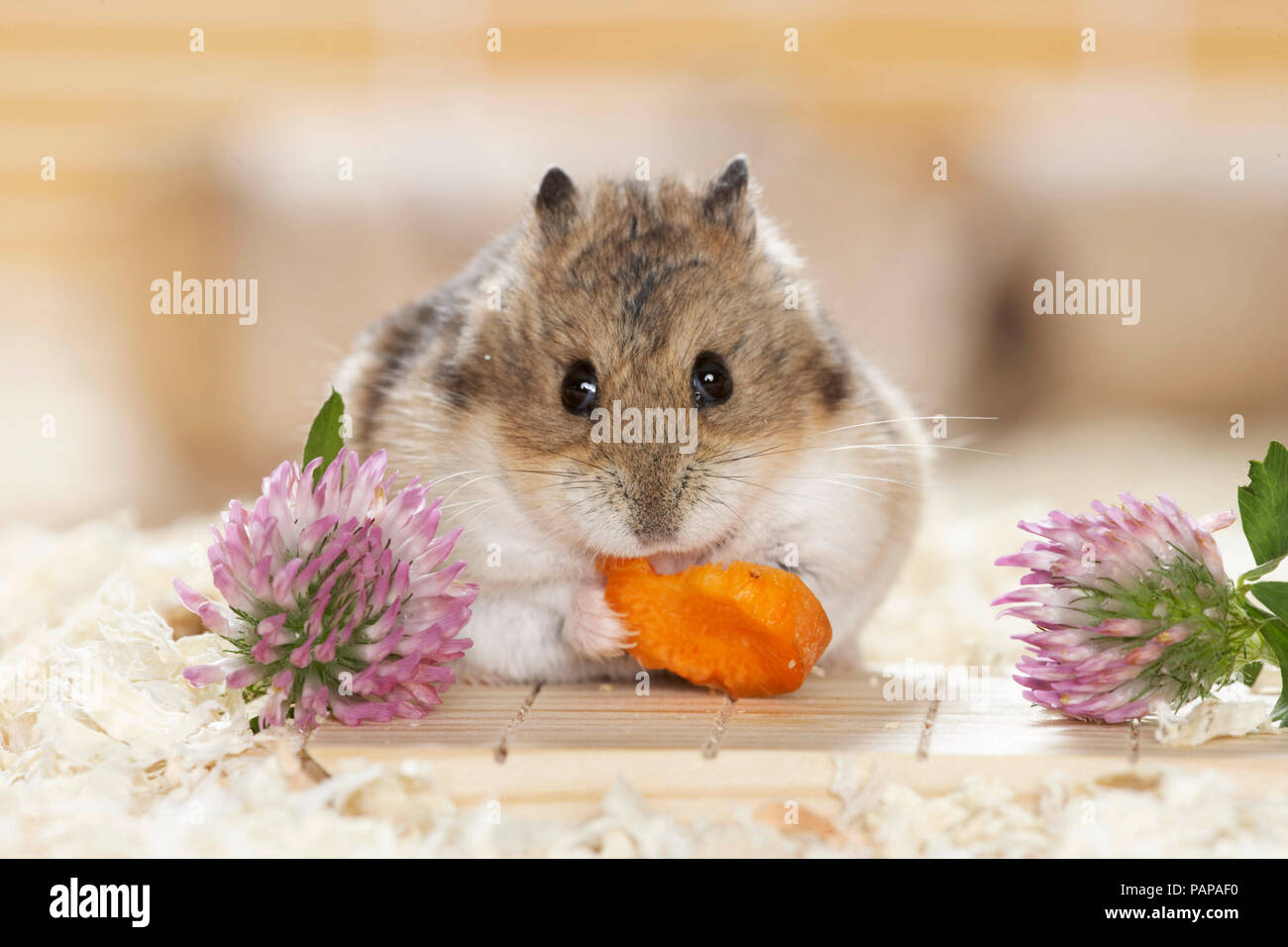 Campbells Dwarf Hamster (Phodopus campbelli) mangiando una carota. Germania Foto Stock