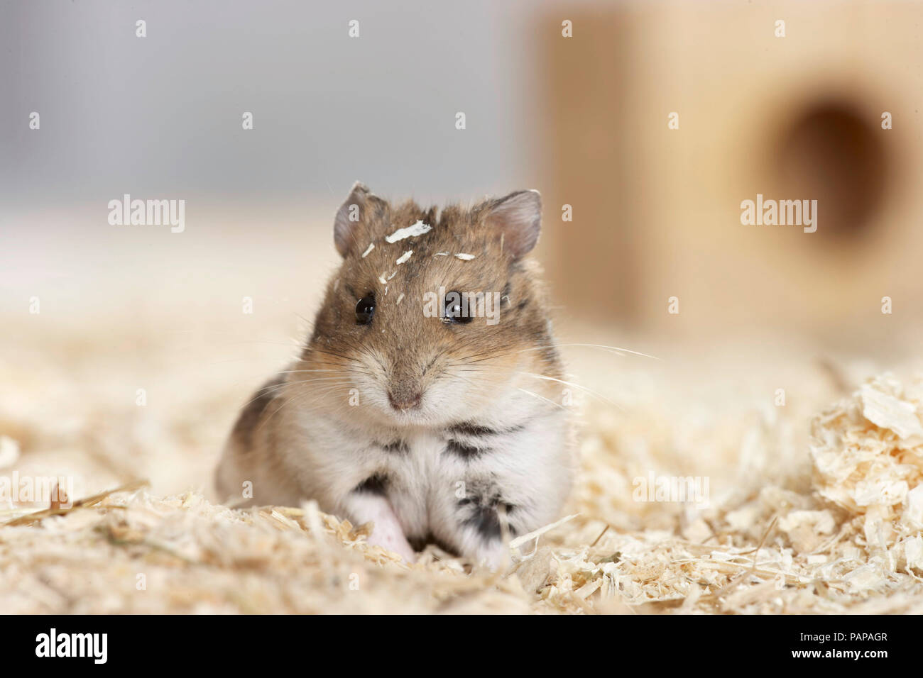Campbells Dwarf Hamster (Phodopus campbelli) in trucioli di legno. Germania Foto Stock