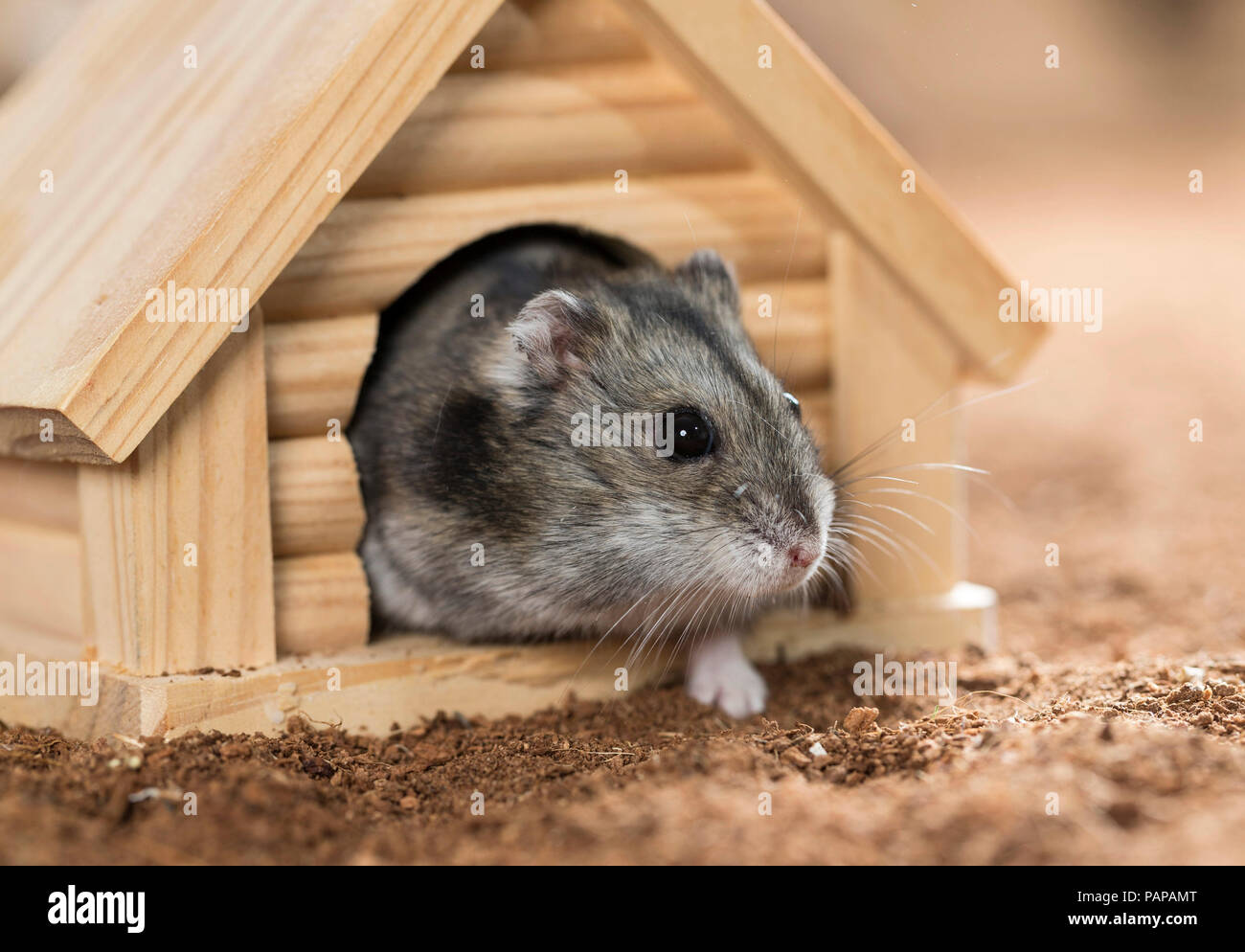 Djungarian Hamster (Phodopus sungorus). Adulto di lasciare il suo rifugio di legno. Germania Foto Stock