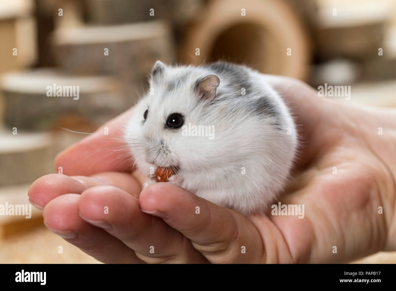 Djungarian Hamster (Phodopus sungorus) in una mano. Germania Foto Stock