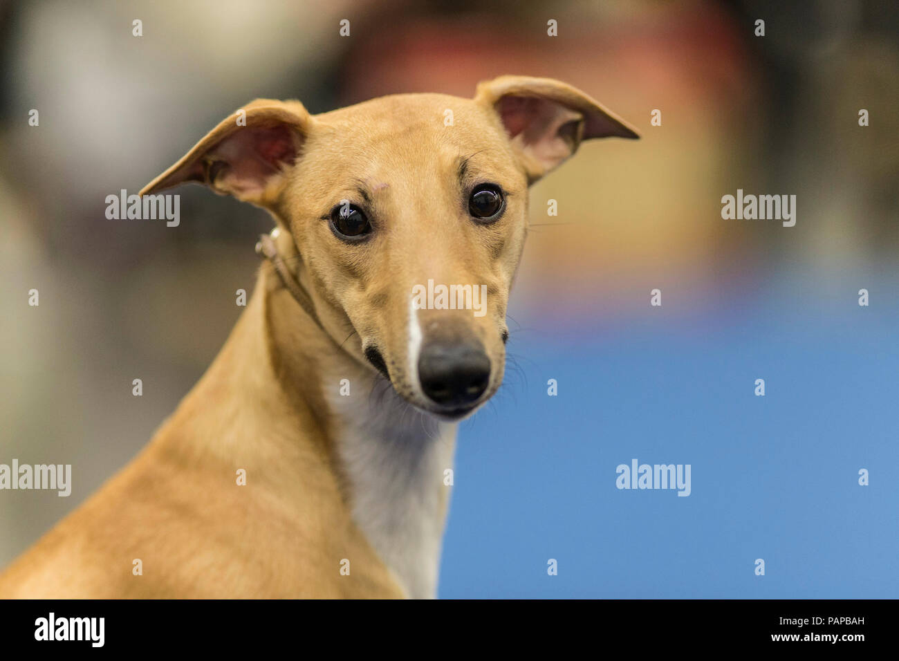 Inglese Whippet. Ritratto di adulto. Germania Foto Stock