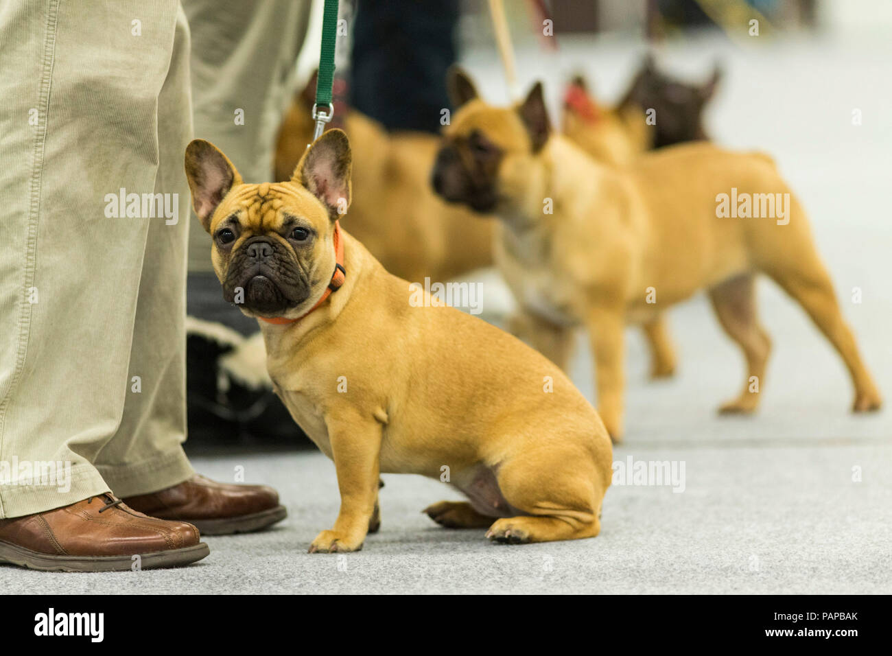 Bulldog francese. Cani adulti e proprietari su un cane di esposizione. Germania. Foto Stock