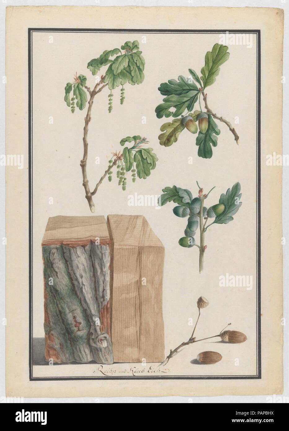 Studi di fiori, frutti ed il tronco di un inglese di quercia (Quercus robur). Artista: Ludwig Pfleger (Tedesco, 1720-1793). Dimensioni: foglio: 21 x 15 in. (53,4 x 38,1 cm). Data: 1788. Museo: Metropolitan Museum of Art di New York, Stati Uniti d'America. Foto Stock