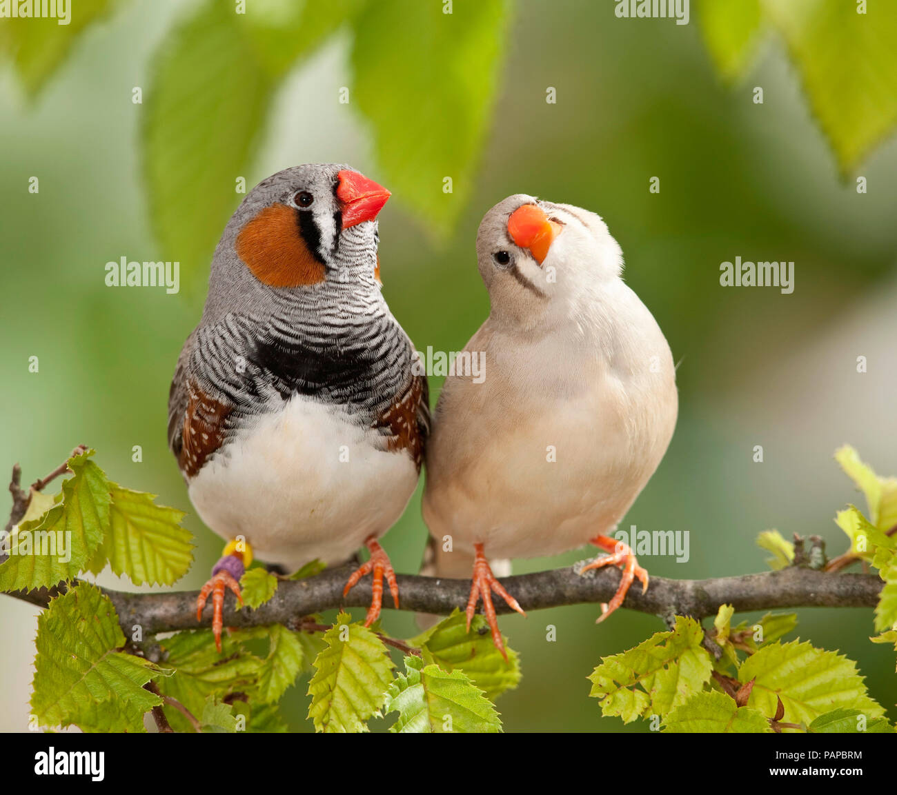Zebra Finch (Taeniopygia guttata). Due uccelli adulti appollaiato su un ramoscello. Germania Foto Stock