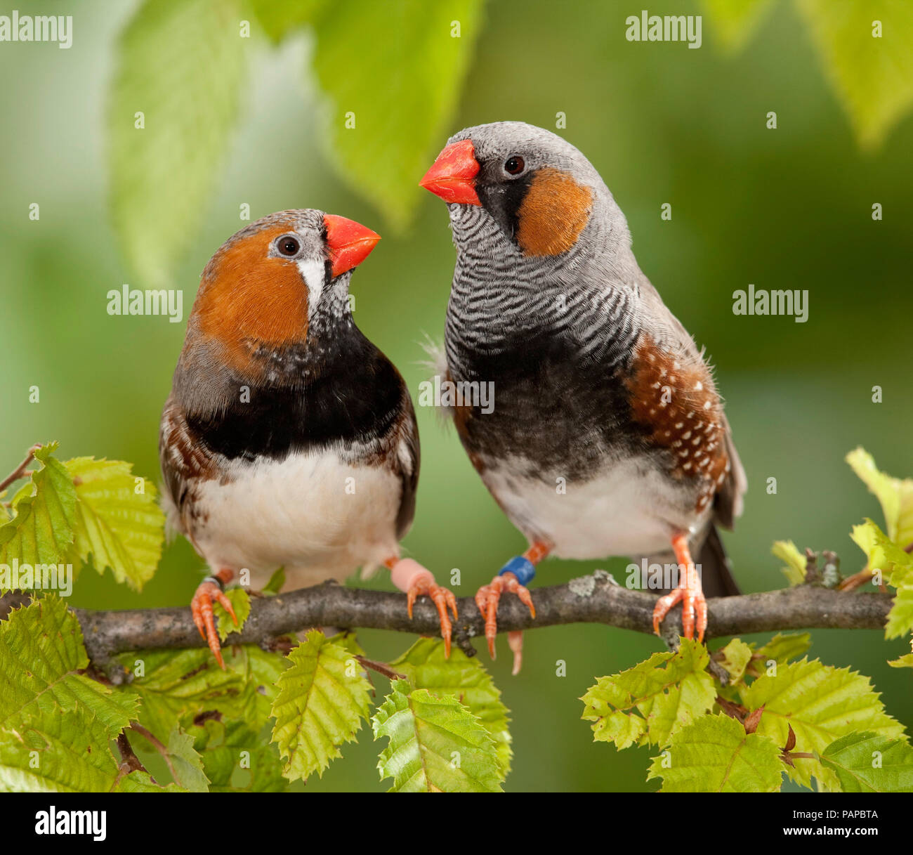 Zebra Finch (Taeniopygia guttata). Due uccelli adulti appollaiato su un ramoscello. Germania Foto Stock