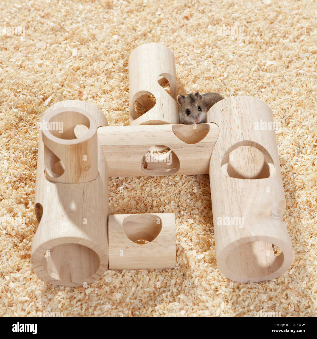 Cricetulus barabensis immagini e fotografie stock ad alta risoluzione