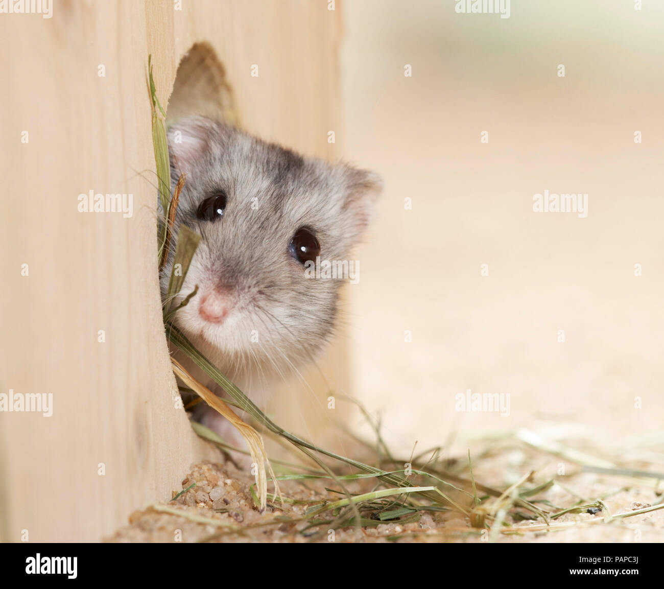 Djungarian Hamster (Phodopus sungorus) guardando fuori dal suo rifugio di legno. Germania Foto Stock