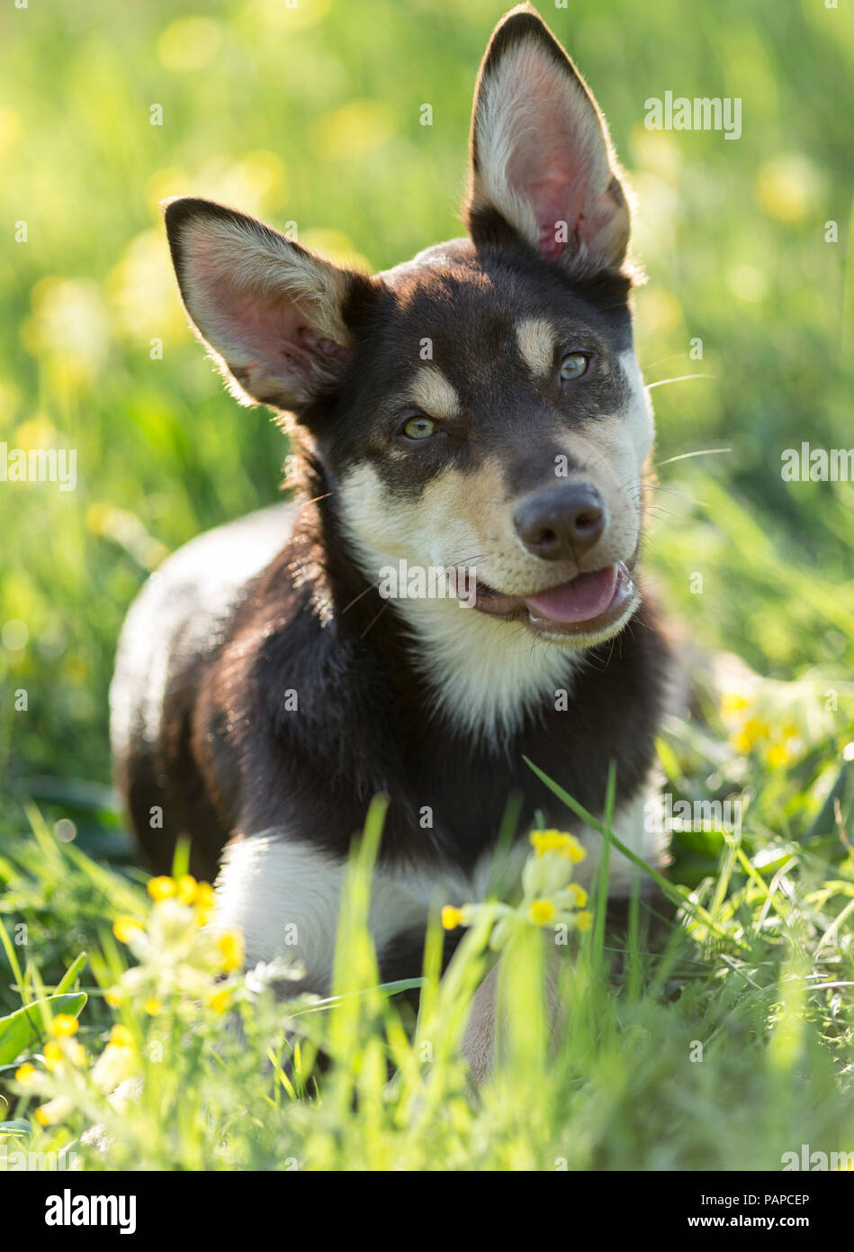 Australian Kelpie di lavoro. I capretti cane giacente in un prato fiorito, con testa armato. Germania. Foto Stock