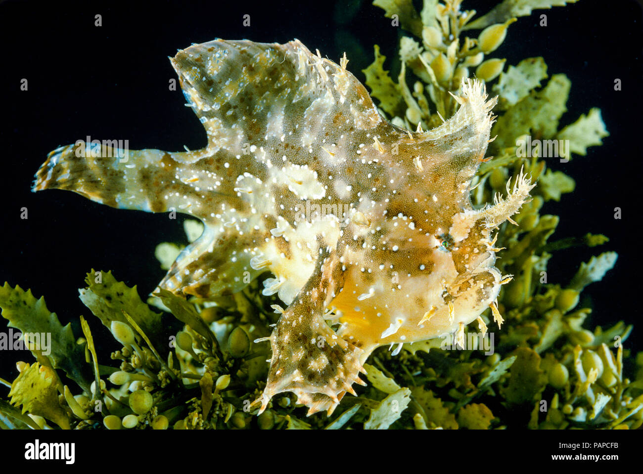Sargasumfish, Histiro histiro, in corrispondenza della superficie su floating sargasum infestante. Hawaii. Foto Stock