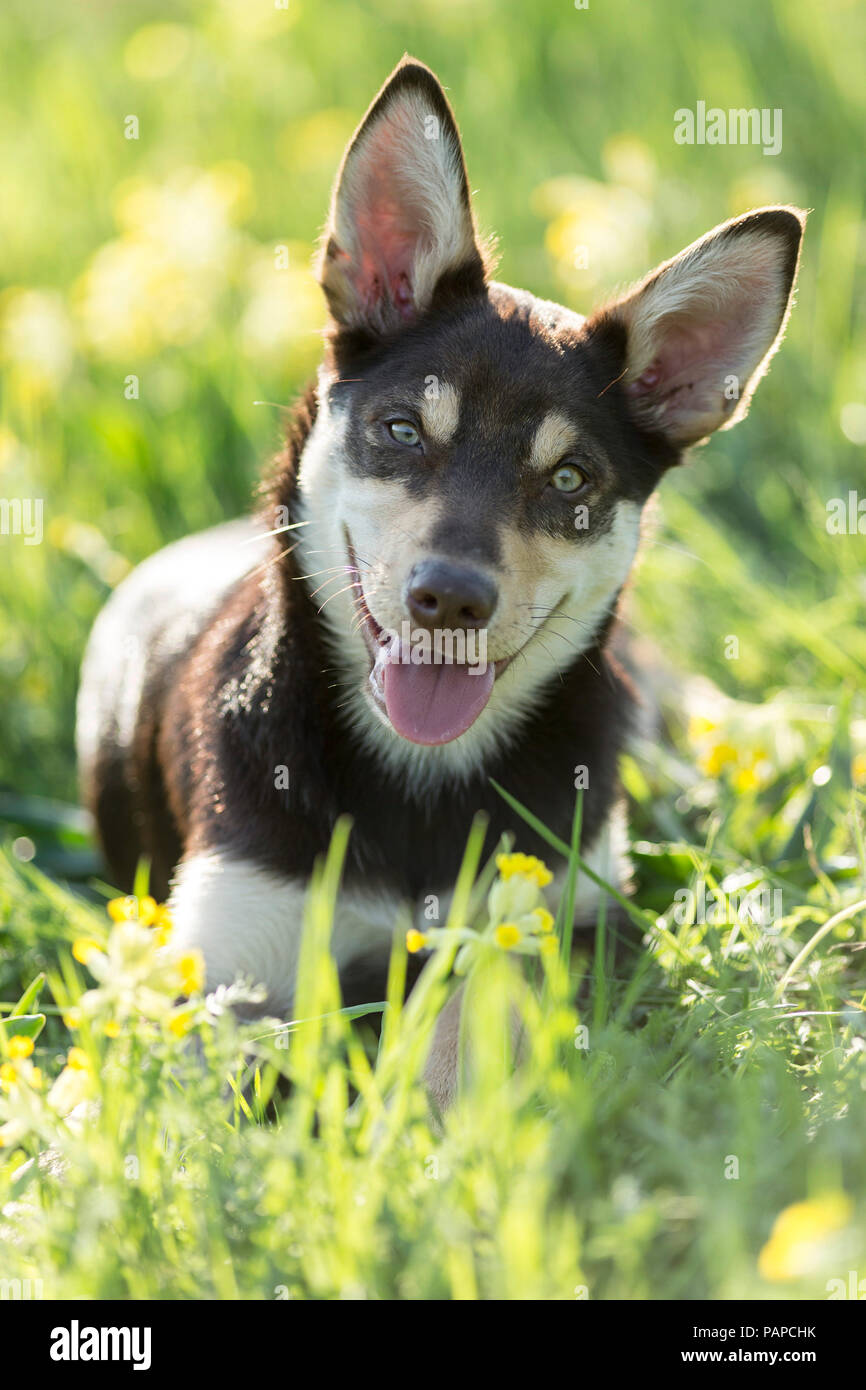 Australian Kelpie di lavoro. I capretti cane giacente in un prato fiorito. Germania. Foto Stock