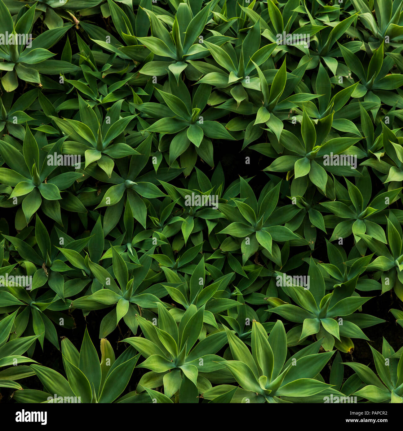 Vegetazione lussureggiante giungla sfondo Foto Stock