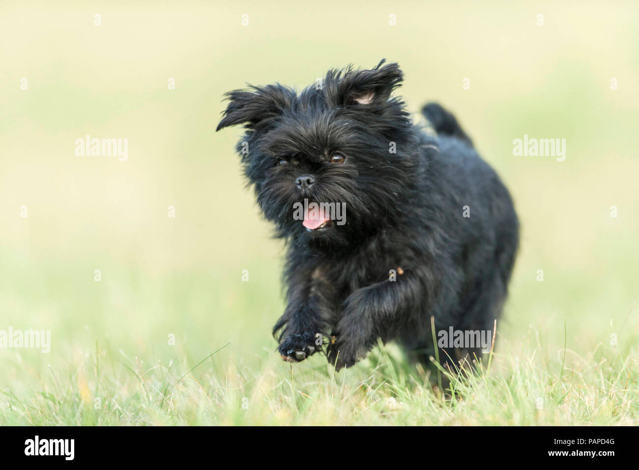 Monkey Terrier. Cane adulto in esecuzione su un prato. Germania Foto Stock