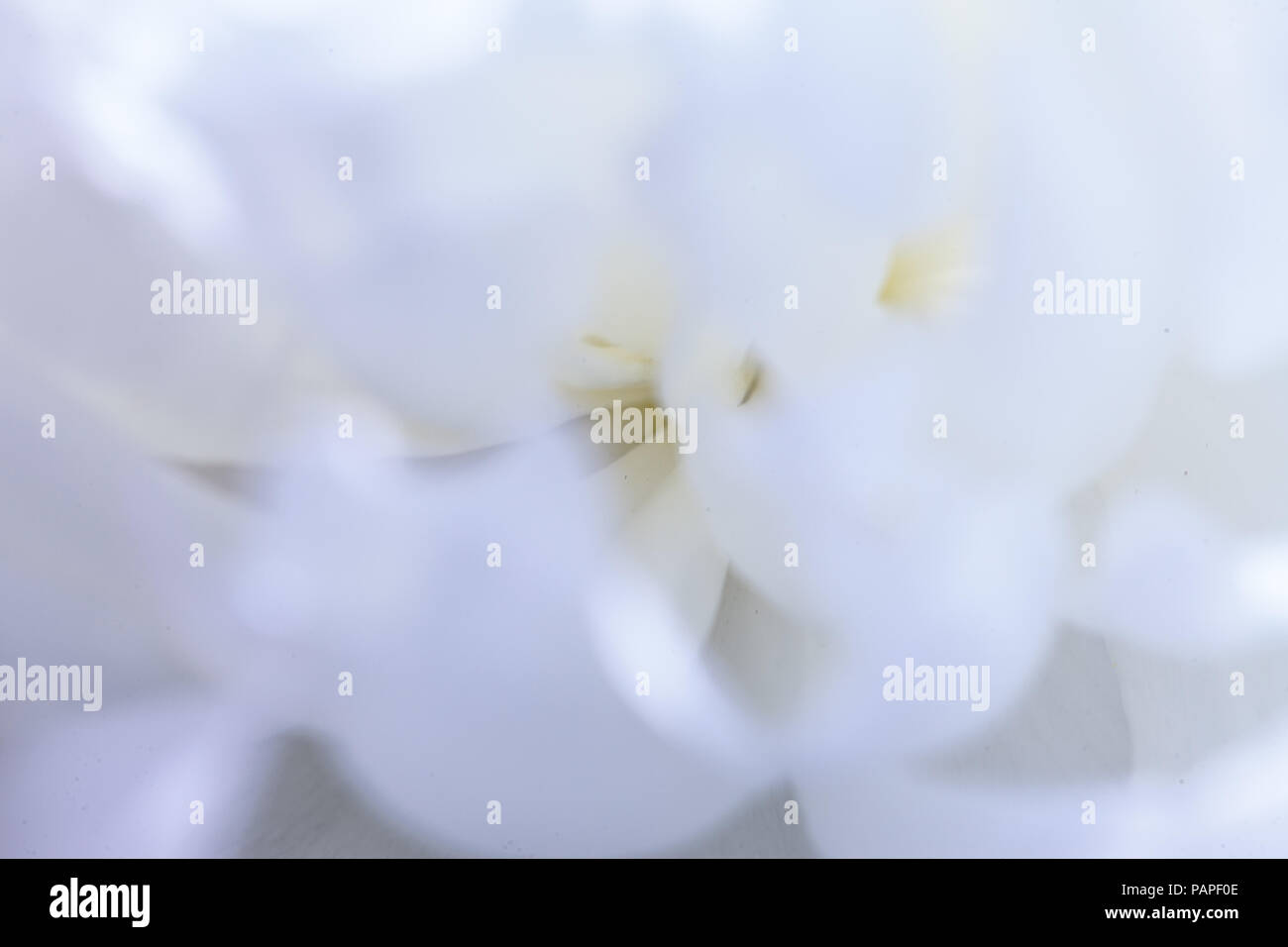 Fiori di colore bianco dello sfondo. Macro di petali di colore bianco texture. Soft immagine da sogno Foto Stock