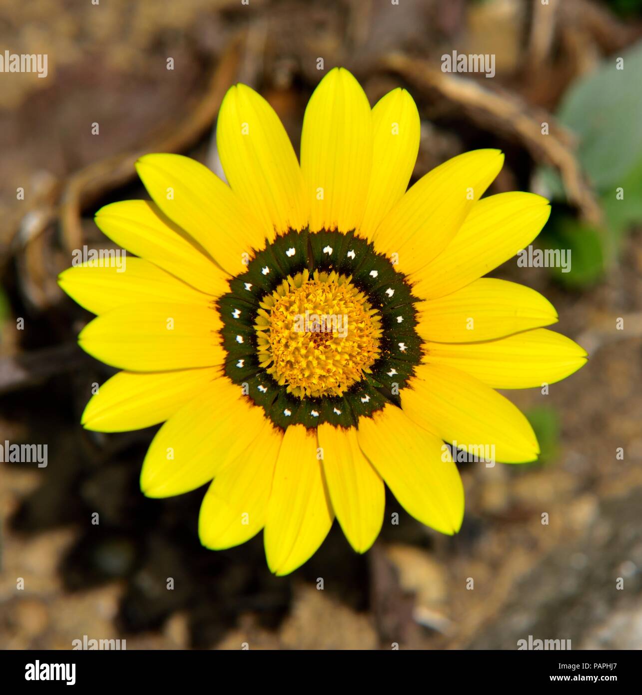 Gazania Rigens,fiore tesoro,Asteraceae,South African flower,giardino ornamentale pianta, Foto Stock