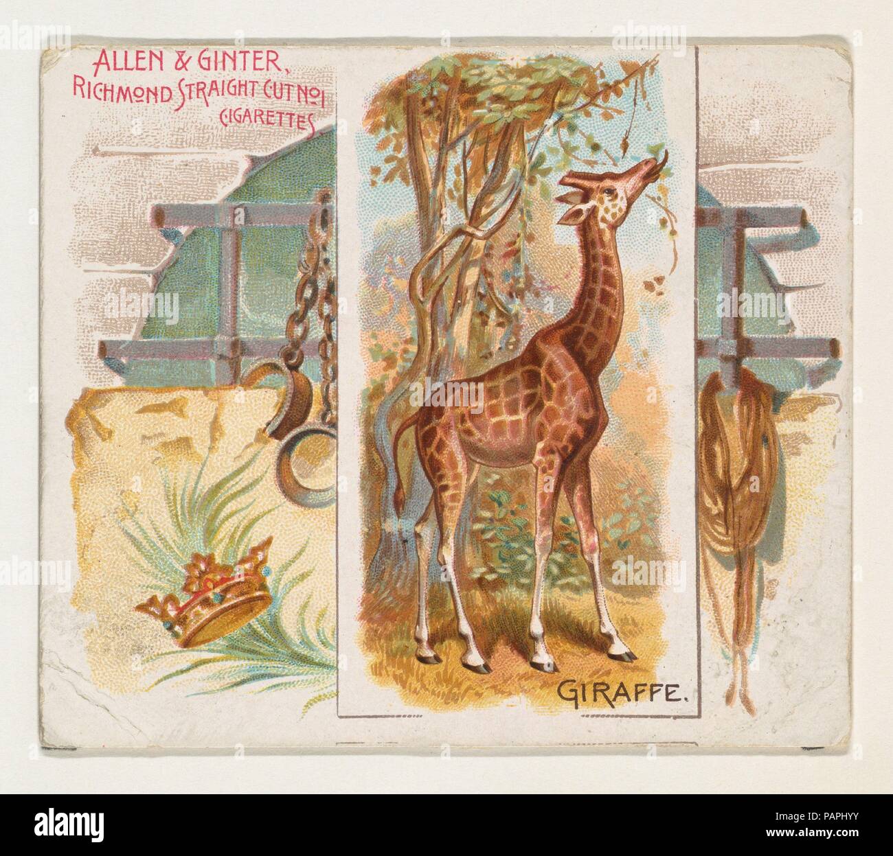 La giraffa, da quadrupedi serie (N41) per Allen & Ginter sigarette. Dimensioni: foglio: 2 7/8 x 3 1/4 in. (7,3 x 8,3 cm). Litografo: Litografia dal Lindner, Eddy & Claus (American, New York). Editore: Rilasciato da Allen & Ginter (American, Richmond, Virginia). Data: 1890. Grandi carte commercio dal 'quadrupedi' serie (N41), rilasciato nel 1890 a un set di 50 schede per promuovere Allen & Ginter marca di sigarette. La serie N41 riproduce le carte da N21 in una dimensione più grande. Museo: Metropolitan Museum of Art di New York, Stati Uniti d'America. Foto Stock