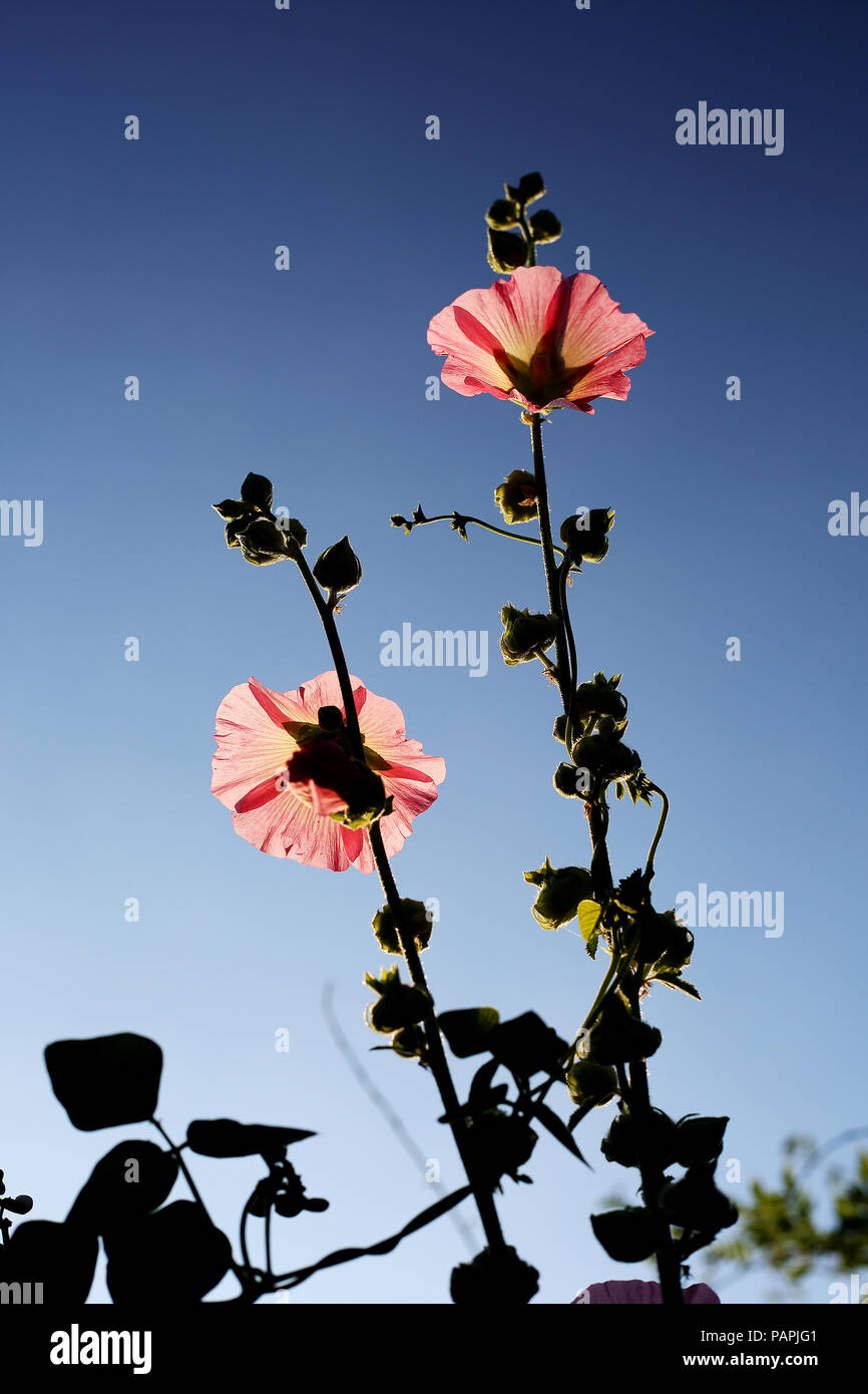 Un Hollyhock (Malvaceae) impianto cresce alta contro un luminoso cielo blu in un paese di lingua inglese il giardino. Foto Stock