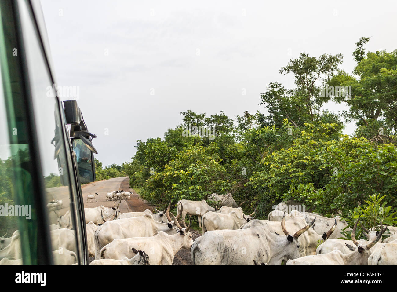 Un viaggio turistico in luoghi remoti di una foresta pluviale si incontra con attraversamento del bestiame. Foto Stock