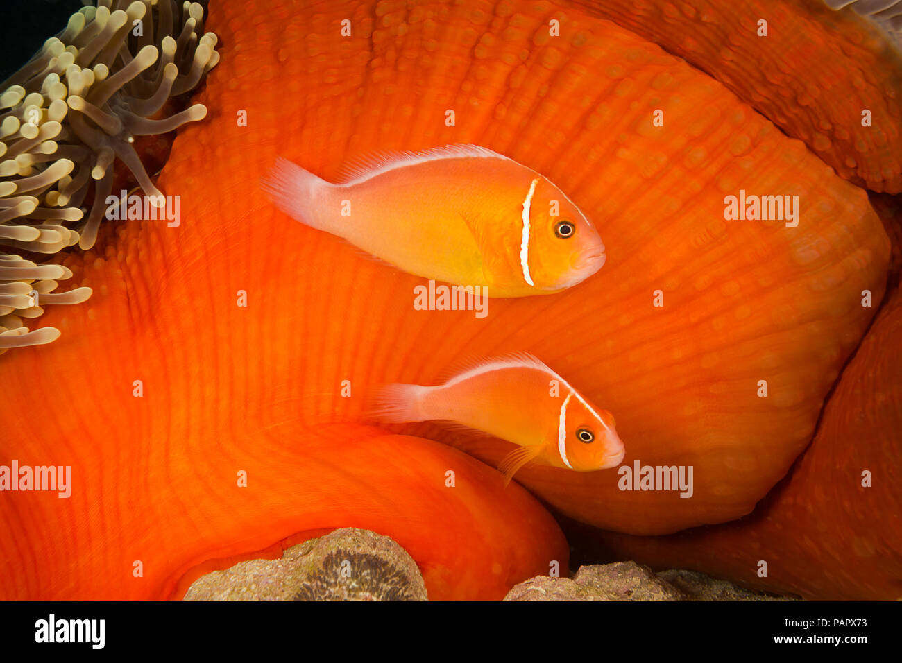 Questo comune, anemonefish Amphiprion perideraion, è più spesso associato con l'anemone, Heteractis magnifica, come mostrato qui. Il più grande o Foto Stock