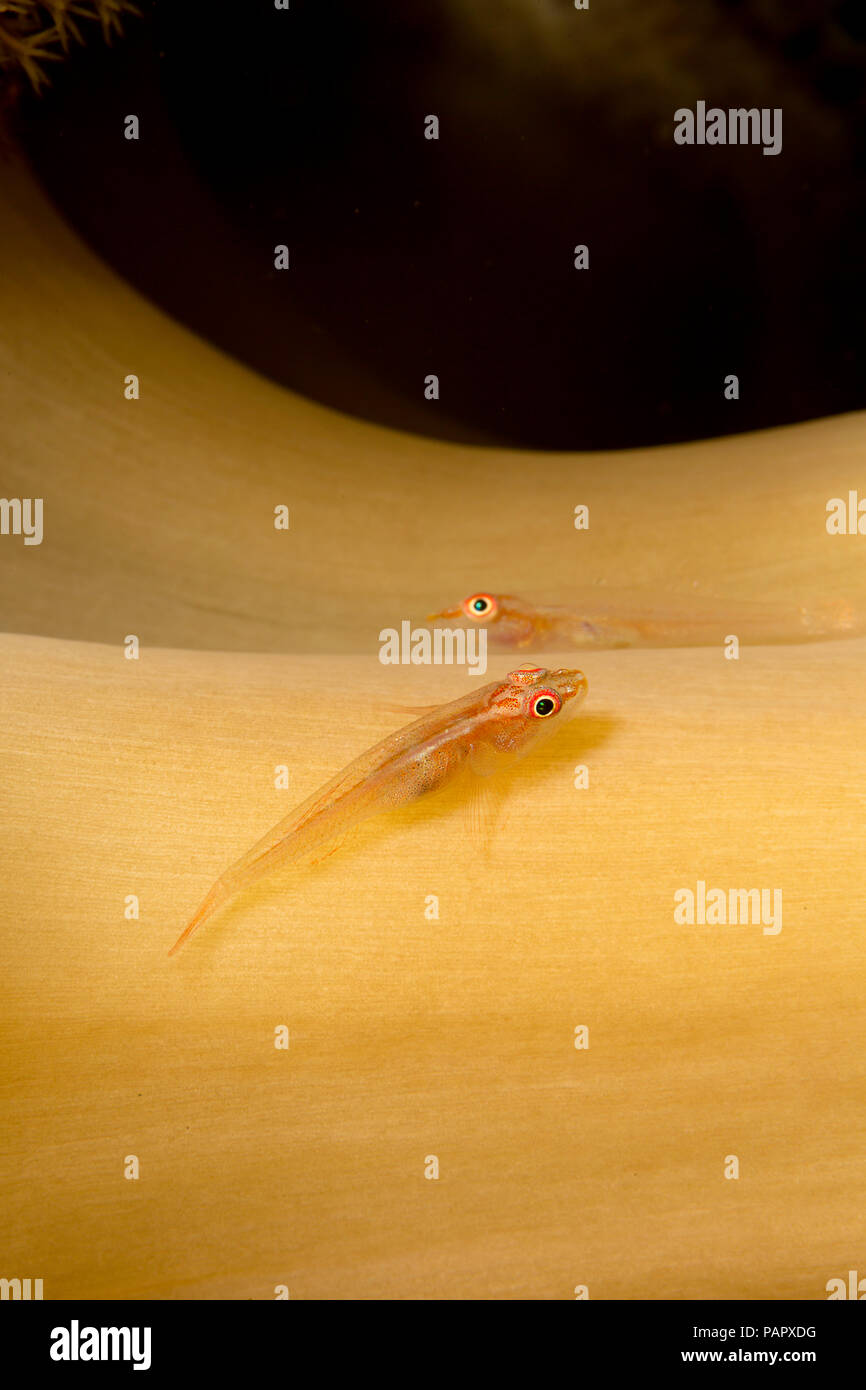 Questi due ghiozzi, Bryaninops yongei, sono in appoggio sulla levetta del fungo Corallo pelle, Sarcophyton sp. dell'isola di Yap in Micronesia. Foto Stock