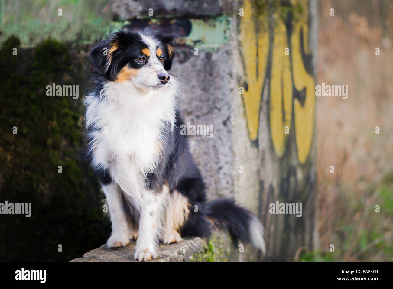 Nala la miniatura pastore australiano, cane urbano, Graffiti Foto Stock