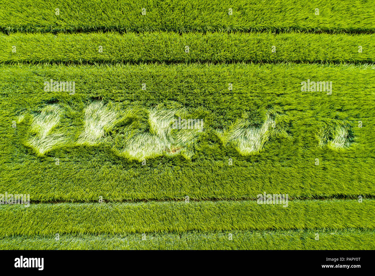 Vista aerea del campo di grano Foto Stock