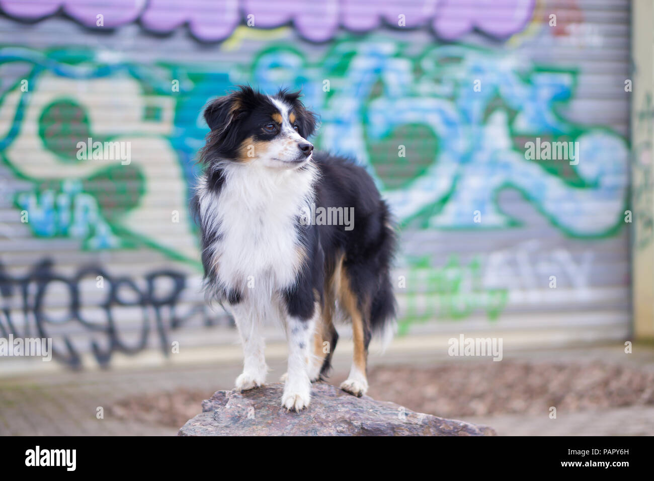 Nala la miniatura pastore australiano, cane urbano, Graffiti Foto Stock