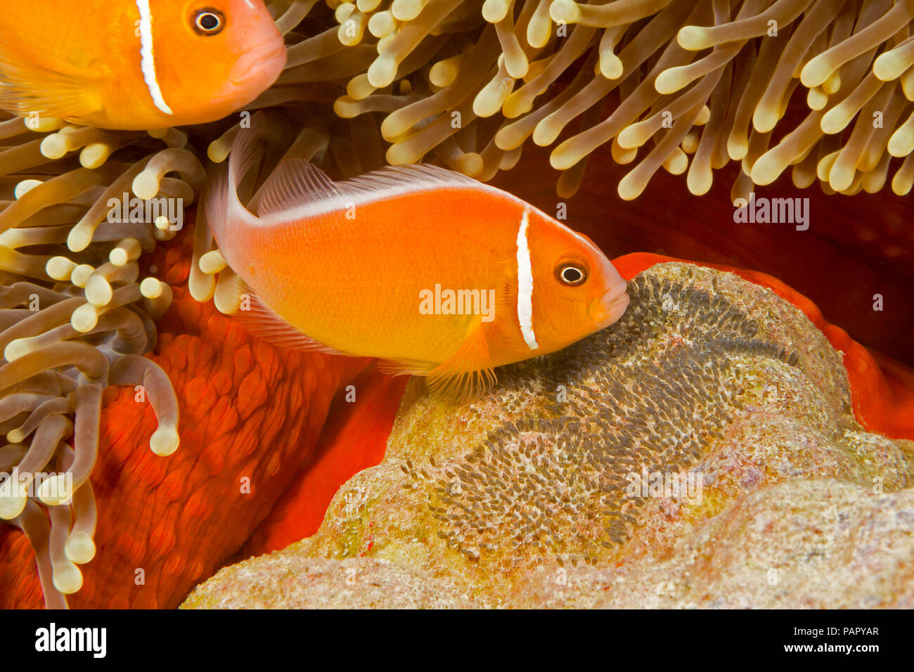 Questo comune, anemonefish Amphiprion perideraion, è più spesso associato con l'anemone, Heteractis magnifica, come illustrato qui insieme con esso Foto Stock