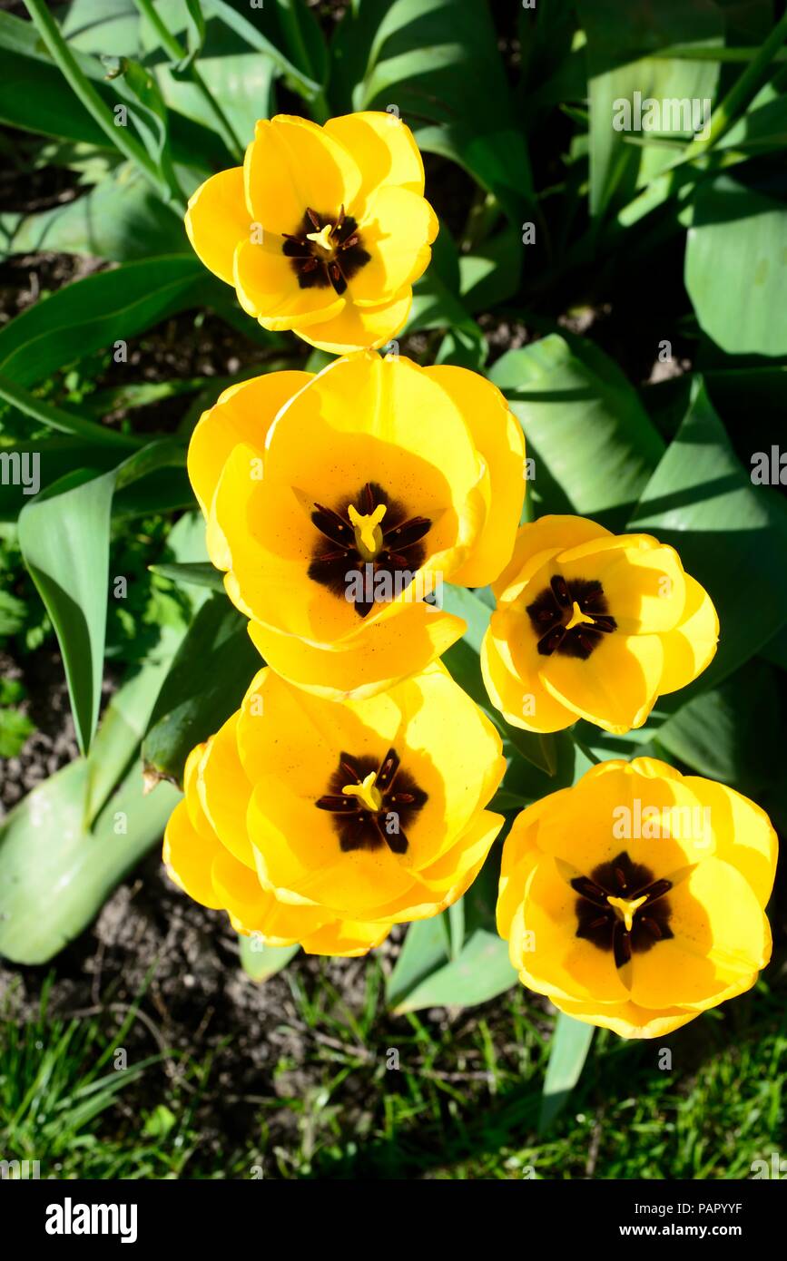 Tulipani gialli in piena fioritura, England, Regno Unito, Europa. Foto Stock