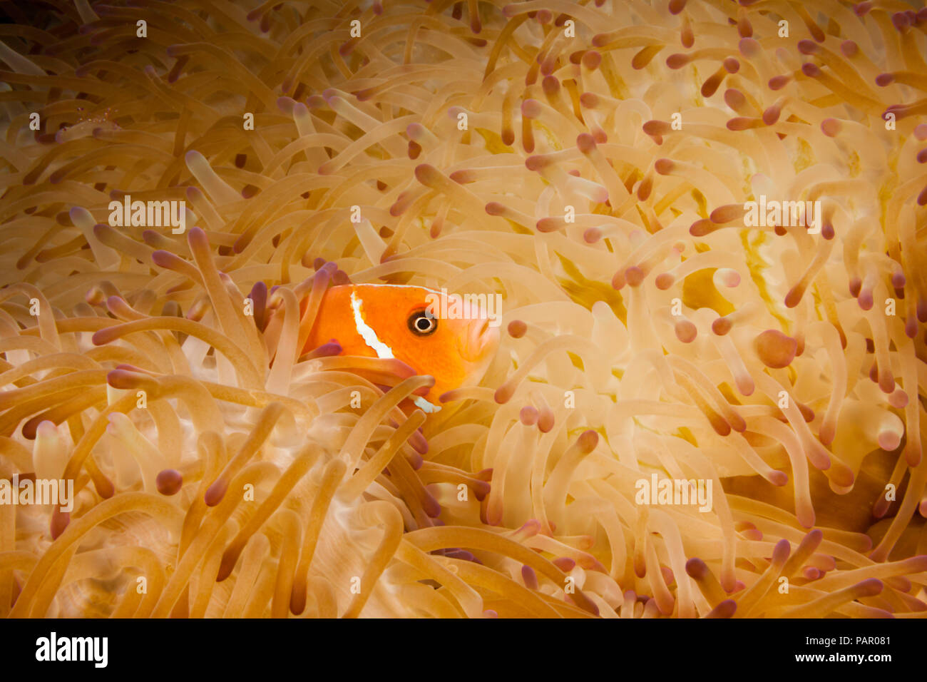 Questo comune, anemonefish Amphiprion perideraion, è più spesso associato con l'anemone, Heteractis magnifica, come mostrato qui. Yap, Microne Foto Stock