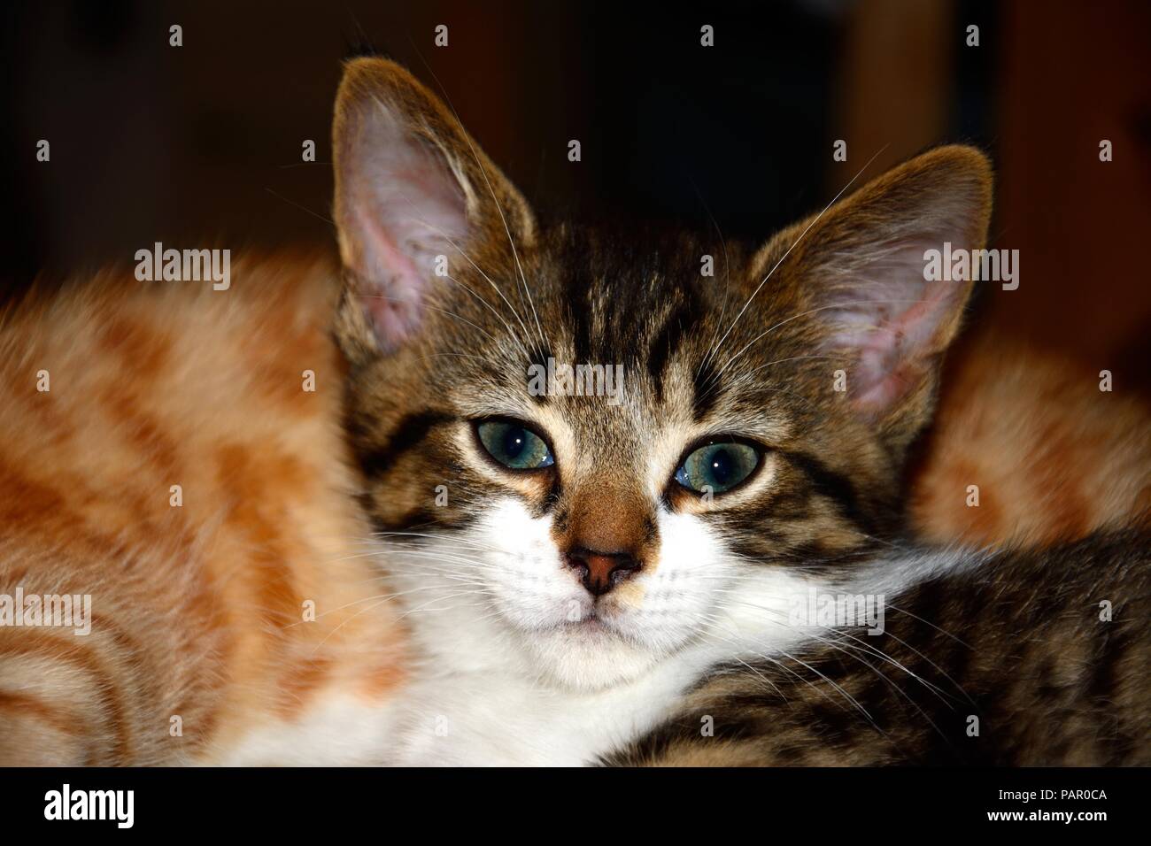 Grigio, lo zenzero e il cucciolo bianco seduta pacificamente su un cuscino con lo zenzero gattino addormentato al posteriore, Inghilterra, Regno Unito, Europa. Foto Stock