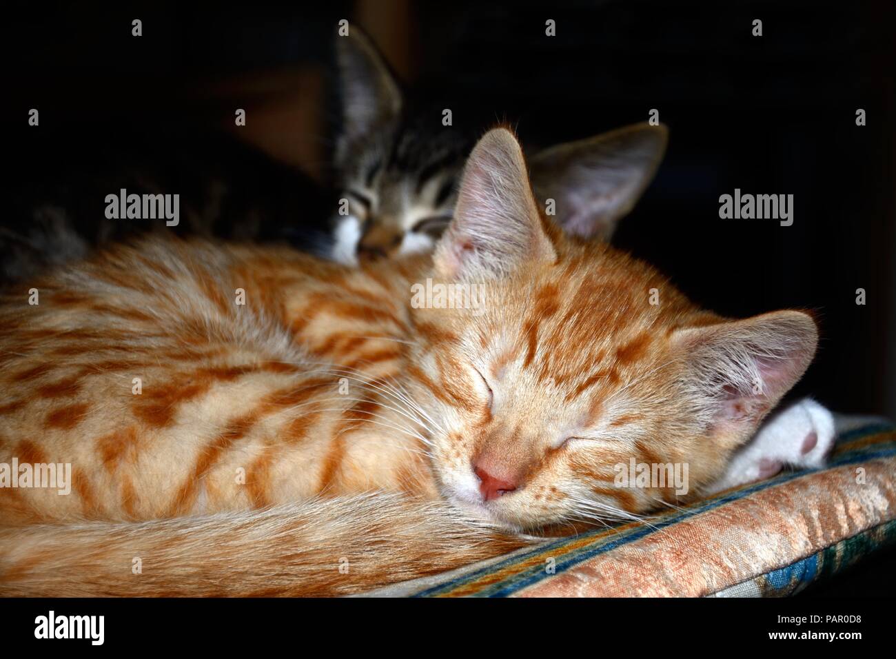 Lo zenzero gattino avvolto a ricciolo addormentato su di un cuscino con un gattino grigio verso la parte posteriore, England, Regno Unito, Europa. Foto Stock