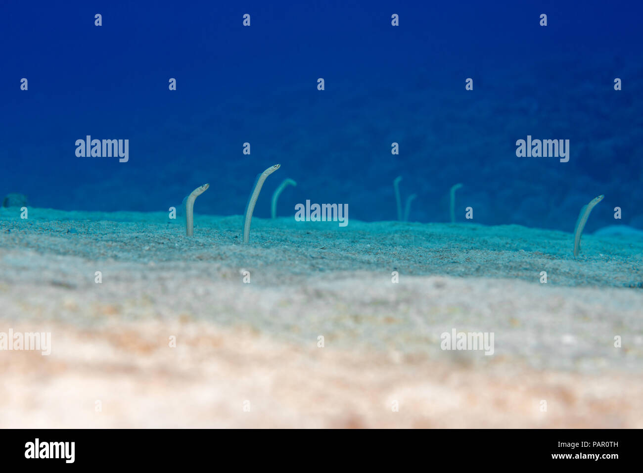 Endemica del giardino di Hawaiian anguille, Gorgasia hawaiiensis, tirare verso il basso nella sabbia quando si avvicinò. Maui. Hawaii. Foto Stock