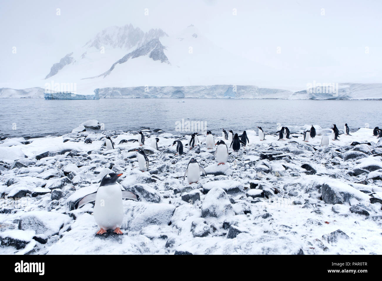 Antartico, Penisola Antartica, pinguini di Gentoo, Pygoscelis papua Foto Stock