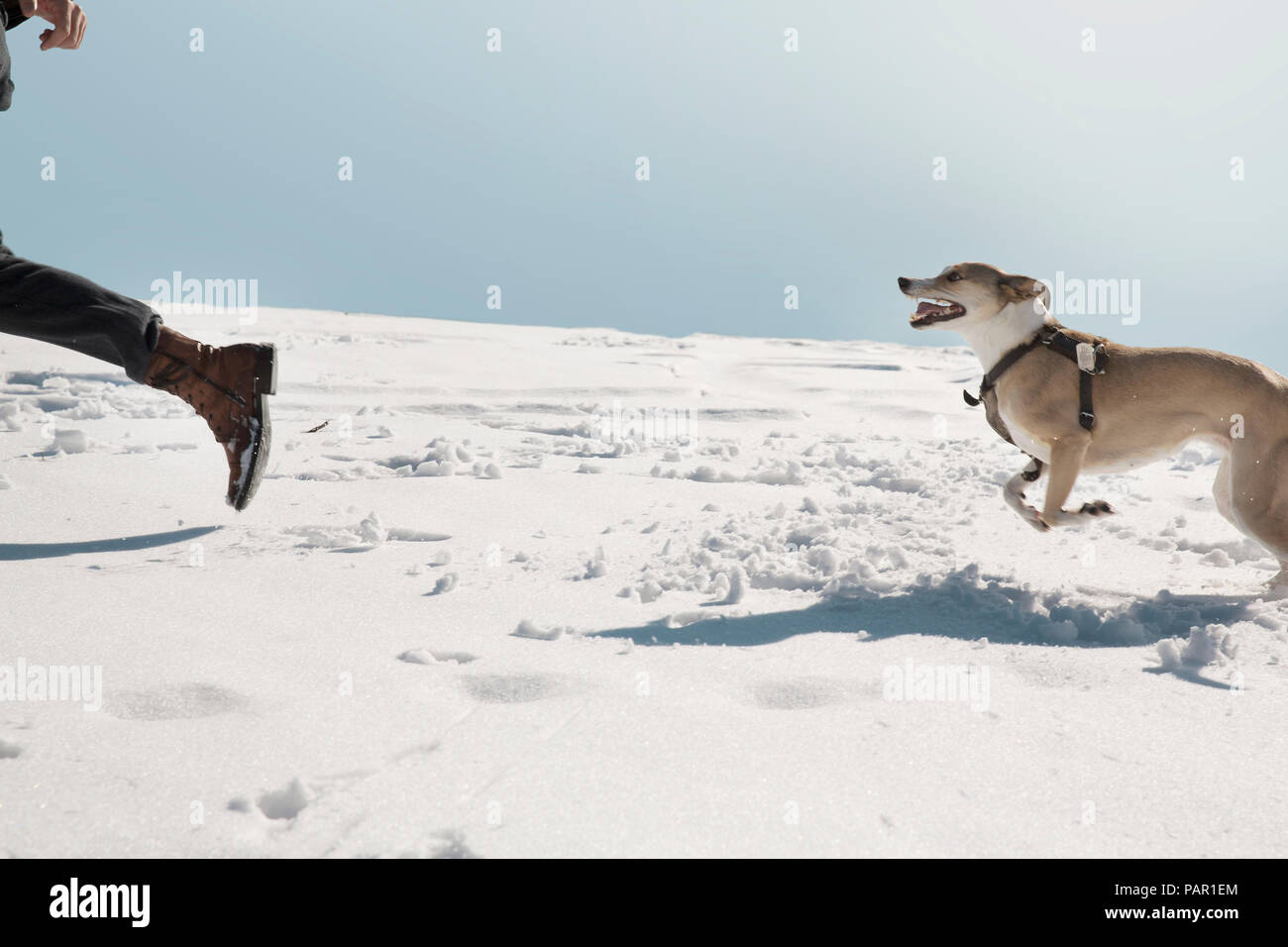 L'uomo gioca con il cane in inverno, in esecuzione nella neve Foto Stock