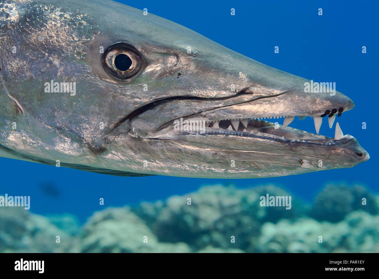Grande barracuda, Sphyraena barracuda, può arrivare fino a sei metri di lunghezza. Tre copepods parassita può essere visto alla fine della mascella superiore. Hawa Foto Stock