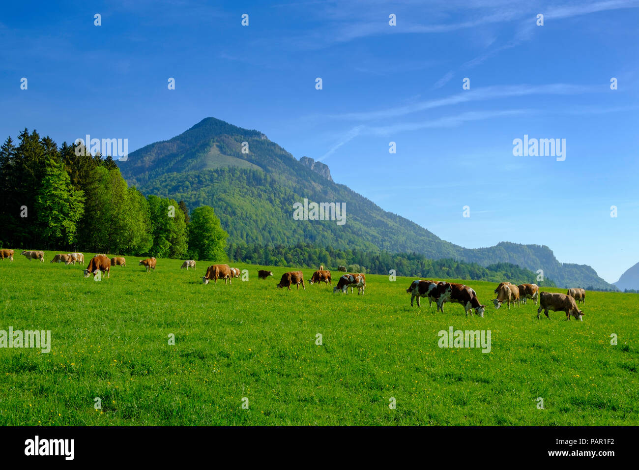 In Germania, in Baviera, Baviera, Chiemgau, Achen Valley, Hochplatte, mucche sul prato vicino Schleching Foto Stock
