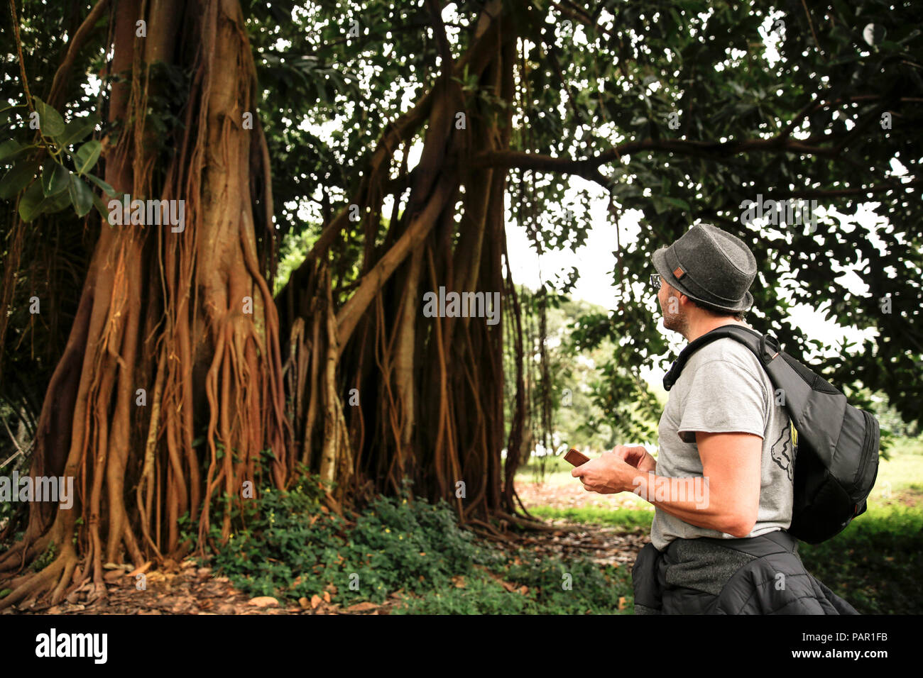 In Uganda, Entebbe Botanic Gardens, guardando a Benjamin di fig Foto Stock