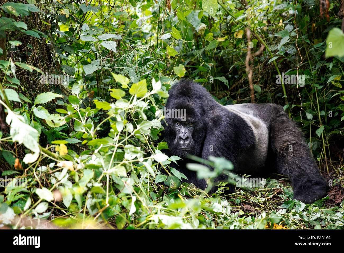 Africa, Repubblica Democratica del Congo, Mountain Gorilla Silverback nella giungla Foto Stock